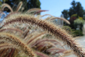 Wheat?
