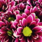 1/29 - grocery shopping