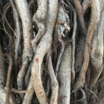 15C96132-BCF7-49EC-BFBD-30196BC22230 15C96132-BCF7-49EC-BFBD-30196BC22230