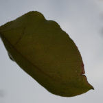 Critique #1 - Image #1 Critique #1 - Image #1