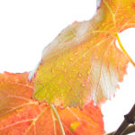 Critique #1 - Image #5 Critique #1 - Image #5