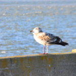 DSC_2887JPG DSC_2887JPG