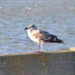 DSC_2890JPG DSC_2890JPG