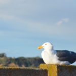 DSC_2905JPG DSC_2905JPG