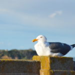 DSC_2906JPG DSC_2906JPG