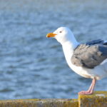 DSC_2918JPG DSC_2918JPG