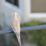 Screen Shot 2017-02-12 at 5.08.52 PM