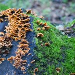 SmallWorlds (10 of 10)