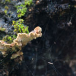 SmallWorlds (6 of 10)