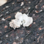 SmallWorlds (8 of 10)