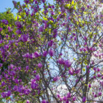 20170222-L1080129-Edited