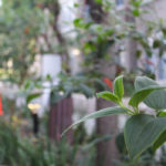 IMG_0210-2 IMG_0210-2