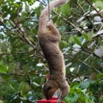 Prints (15 of 16) Prints (15 of 16)