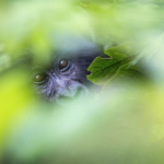 Screen Shot 2017-03-20 at 9.27.53 PM Screen Shot 2017-03-20 at 9.27.53 PM