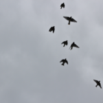 birds flying high...