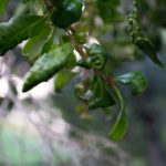 c2 (1 of 5) c2 (1 of 5)