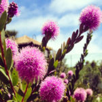 11875603_153870041613917_471685674_n