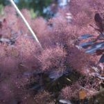 Crit3Postlim (10 of 15)