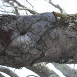 Crit3Postlim (9 of 15)