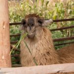 Nyoom nyoom tasty grass