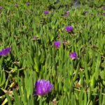 Thomas - Critique 3.12