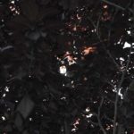 Thomas - Critique 3.9