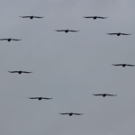 a message to the world