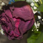 dead rose