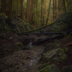 Redwood Stream 2 copy copy